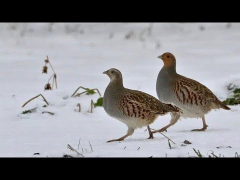 Ловлю куропаток