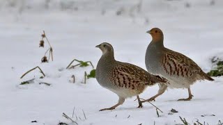 ЛОВУШКА НА КУРОПАТКУ,ПЕРЕПЁЛКУ ЗИМОЙ И ЛЕТОМ