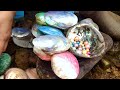 Colorful freshwater pearl oysters. The shell is so beautiful, what about the pearls inside?