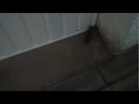 Atacking Rat Bites Guy