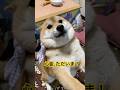 ほんま可愛い可愛い可愛い娘です。柴犬から人間に変身しないかの？扱いは人間に近いが、、、。#柴犬 #柴犬のいる暮らし #癒し #しばいぬ #dog #shibainu #cute #かわいい犬 #心亜