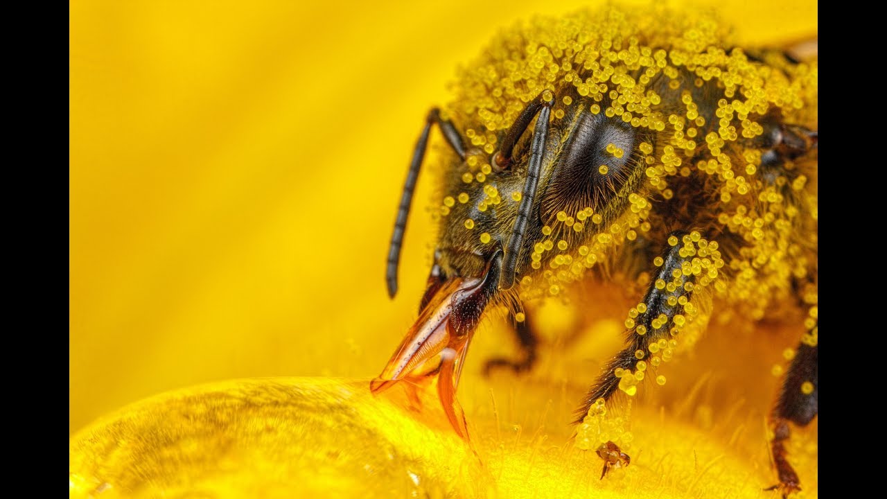 Зачем нужны шмели и пчелы в теплицах Опыление и урожайность - YouTube