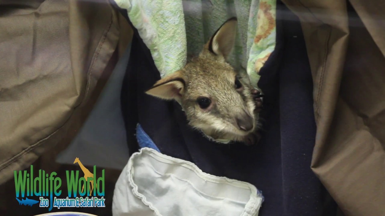 wildlife world zoo jobs Adorable Baby Wallaby YT