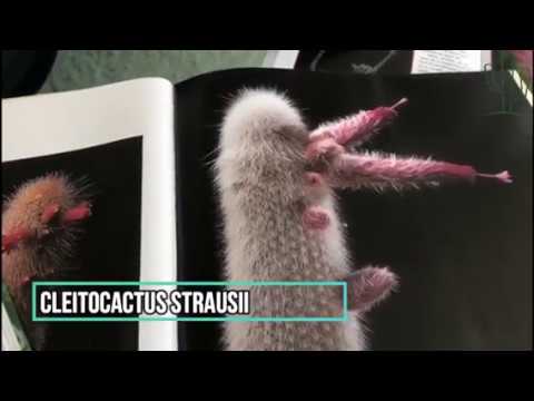 Video: Štrauso Cleistocactus