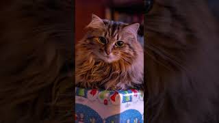 Fa la la Christmas carol by cats