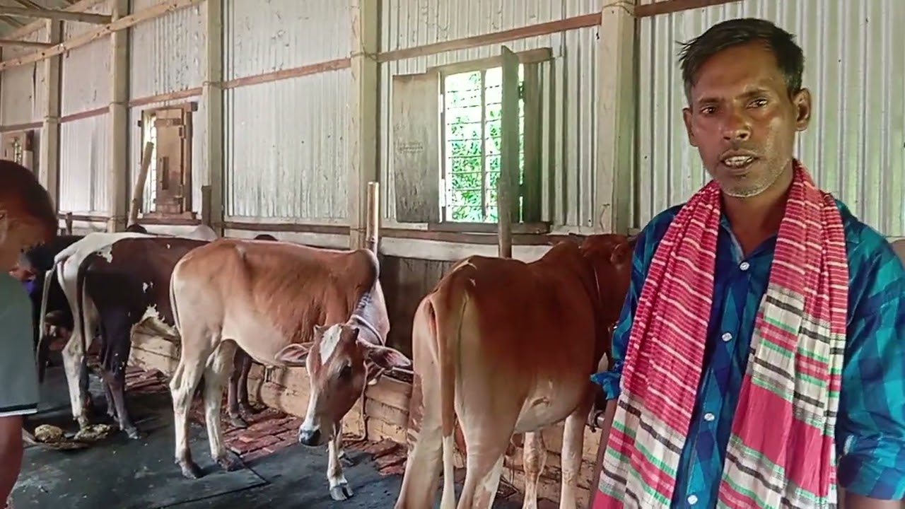 বন্ধুরা আপনারা দেখতে পারছেন অনেক  সুন্দর গরু জদি কেউ কিনার ইচ্ছা করেন তবে যোগাযোগ করুন 01723456061