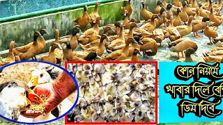 খাকি কেম্বেল হাসের খাবার দেয়ার সঠিক নিয়ম ও বয়স ভেদে খাদ্যের পরিমাণ / has palon / khaki kembel has
