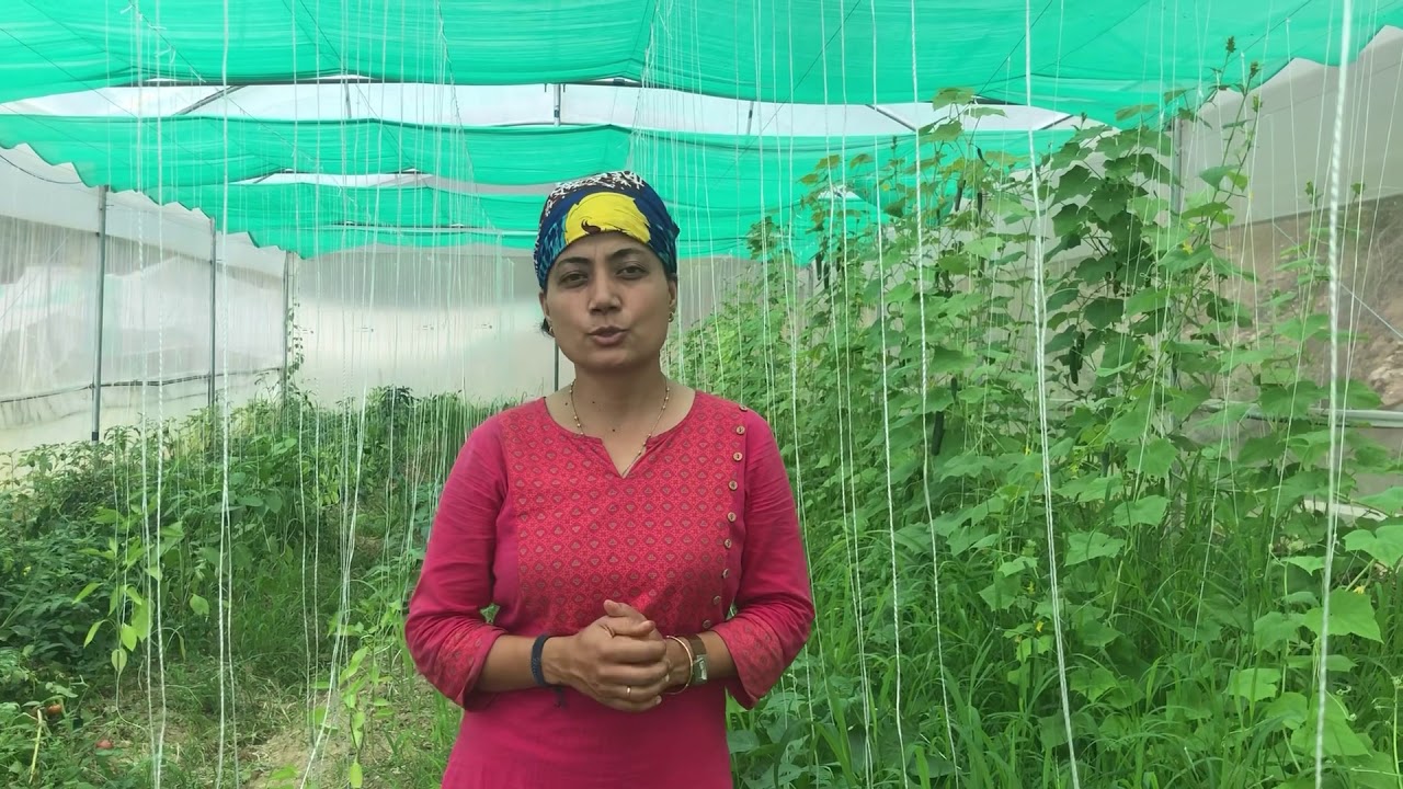 Capsicum plant pruning