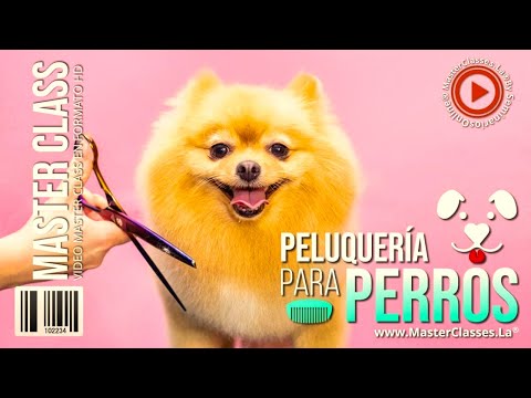 Qué se necesita para una peluquería de perros