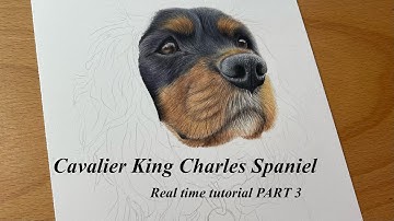 Cavalier King Charles Spaniel PART 3 | Nose Coloured Pencil Tutorial