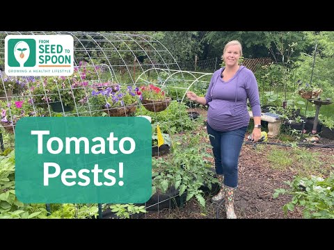 🌱 Tomatoes: The Most Common Pests & Organic Methods to Fight Them! 🍅