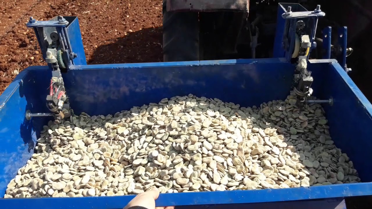 بذار الفول . سوريا ادلب