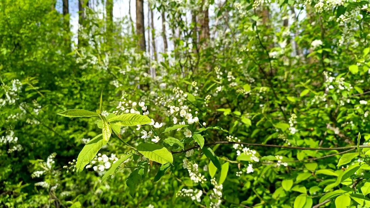 Звуки леса в формате 4K для успокоения 🌿 Умиротворяющее пение птиц и зелень для релаксации🌿