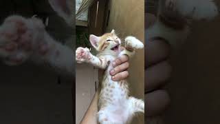 Shes Just Too Innocent for This World 🥰 #kitten #meow #shorts
Shes Just Too Innocent for This World 🥰 #kitten #meow #shorts
This is Tota, the daughter of Soso that gave birth to her in our home!
Video of their birth: https://youtu.be/oTT7iAHvb1U
About us:
We are cat lovers! and our channel is all about cats! Specifically, those with no family to love them: stray cats.
Unfortunately, our local environment is hostile to stray cats; they hardly trust humans, and they barely feed them. ( Some humans actually do harm them)
So we decided to care for all stray cats and kittens that stumble upon us and share the love we get in return so that everyone can see how adorable, beautiful, and gentle stray cats are. :)
We hope to convince everyone that all stray cats are worthy of love, food, and shelter, so every like and subscription means a lot to us; we appreciate your support!
cute kitten noises
cutest kitten meows Shes Just Too Innocent for This World 🥰 #kitten #meow #shorts