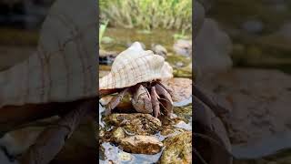 #seashells #seashell #snail #snails #shotrs #shots #pets #pet #animals #animal #videoshots