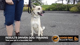 Rouge 21-Day GOOD DOG Board N' Train Program At Sunnidale Boarding Kennels