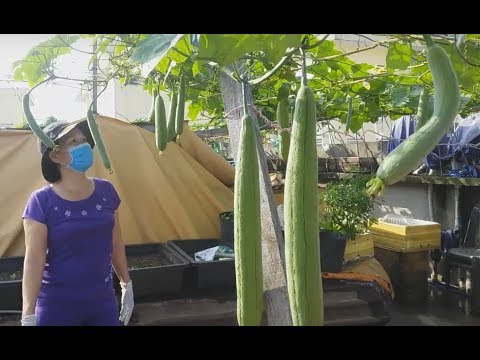 Video kết quả cho mướp xẻ dây cắt ngọn | Khoa Hien 23 - youtube