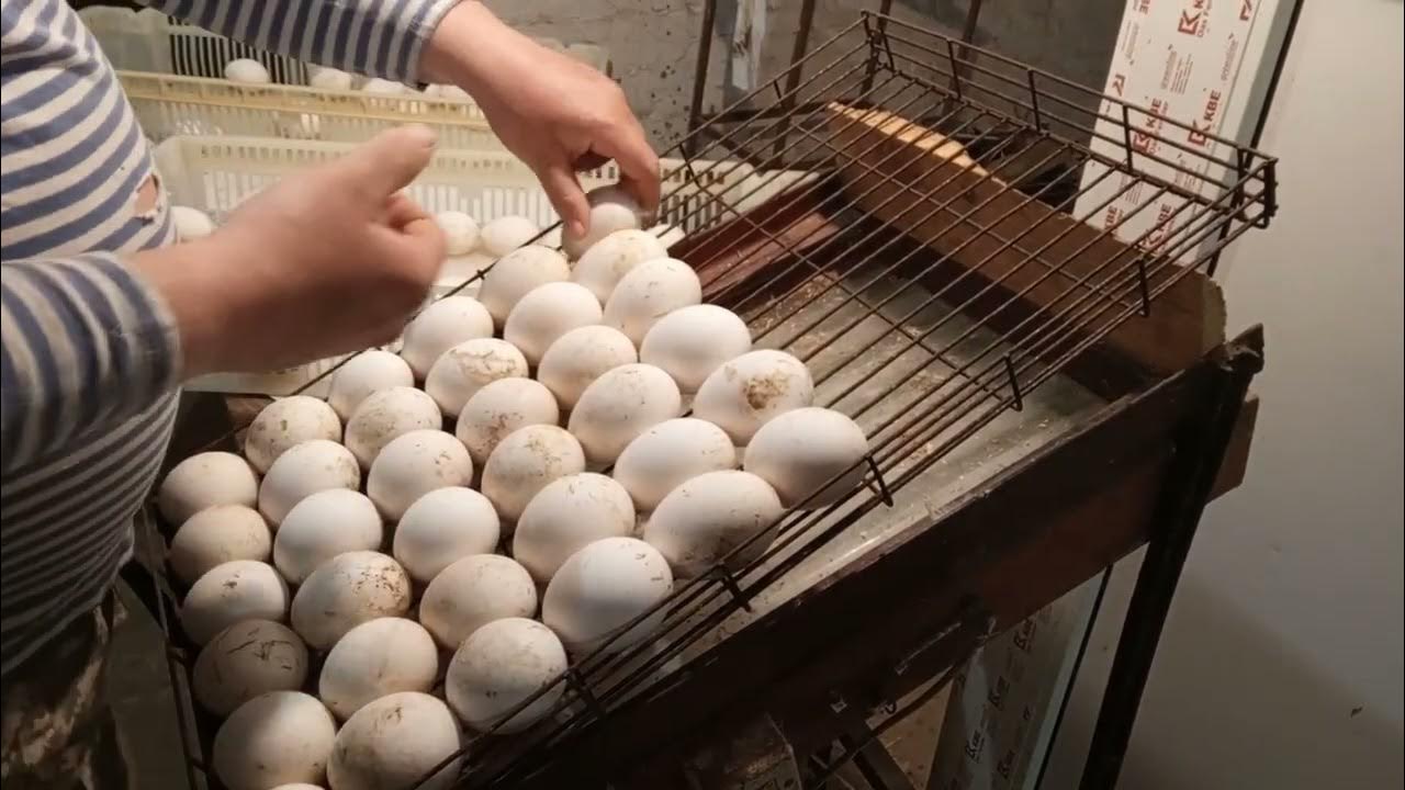 Укладка гусиного яйца в инкубационный лоток. 89631002311. - YouTube