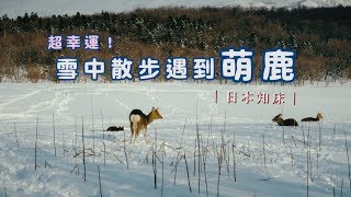 鏡食旅》北海道知床雪中健行超幸運遇到萌鹿