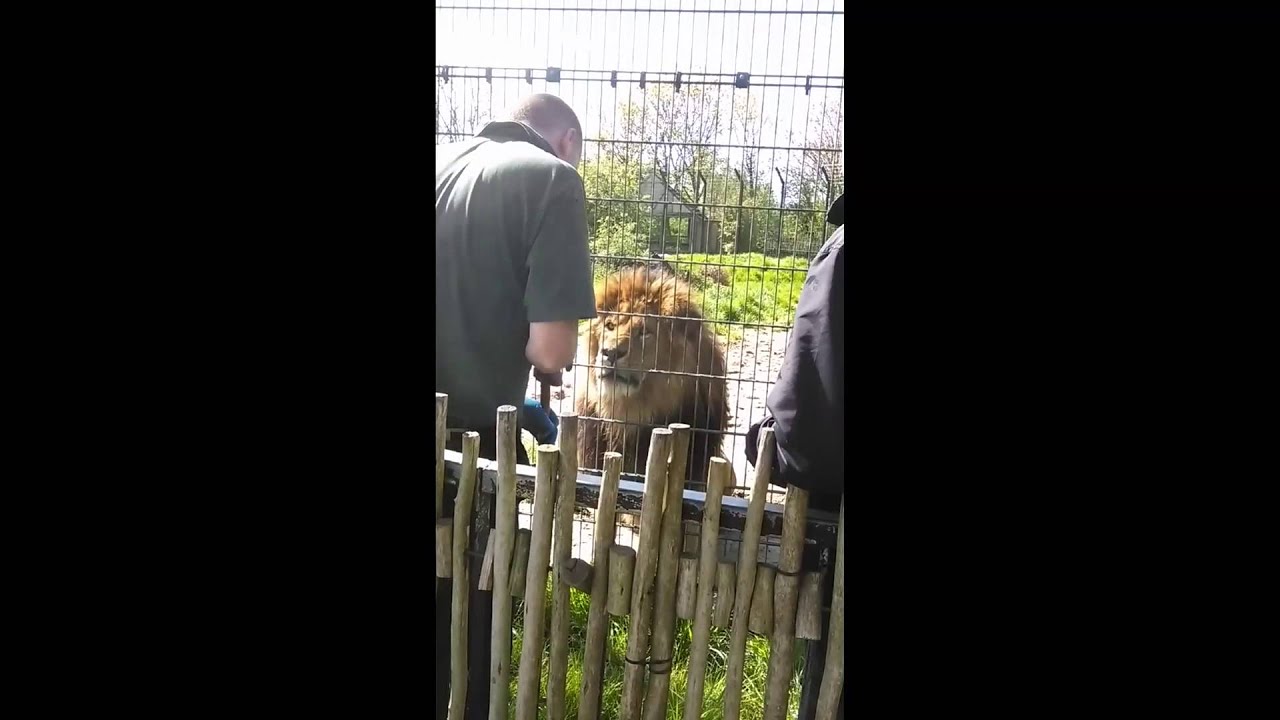 Blackpool Zoo Big Cat Experience YouTube
