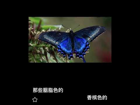 燕尾蝶  live by Coby Tom Conrad 譚日康（原唱：組合 Shine)粵語歌詞版