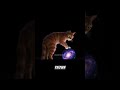 The Last Hope Can One Ordinary Cat Save the world #animatedstory #disney #bedtimetraditions