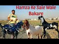 My Frist Vlog 😍 Hamza ki Bakriyan