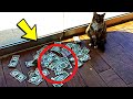 Cat Keeps Bringing Money, So Dad Sets Up Camera And Sees This