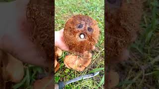 FANTASTIC HUSKING OLD COCONUT