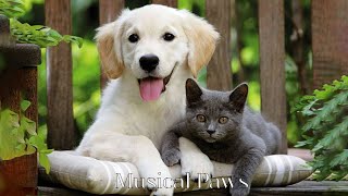 Have the Most Relaxed Cats\&Dog! Relaxing Music for Easily Stressed Cats\&Dog, Help Cats\&Dog Sleep!