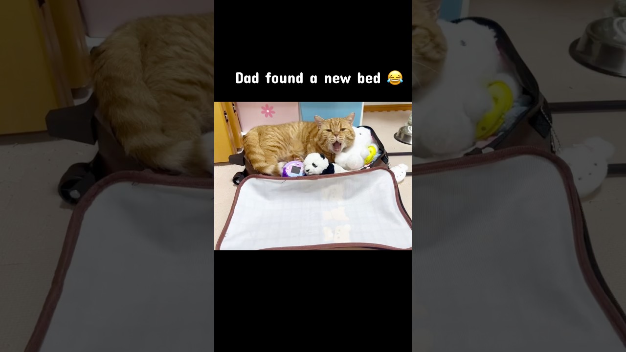 Dad Was Sleeping in a Suitcase… Then His Son Came to Check 😂