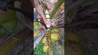 Cutting Coconut flower twice a day for Coconut wine 🍷🌴 #coconut #wine #coconuttree #tree