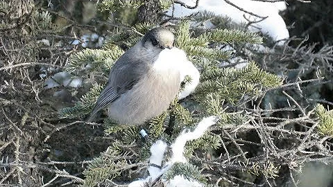 What is a Gray Jay?