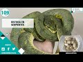 CAPÍTULO 109: 🐍 Distocia en serpientes - Veterinario Especialista en animales exóticos