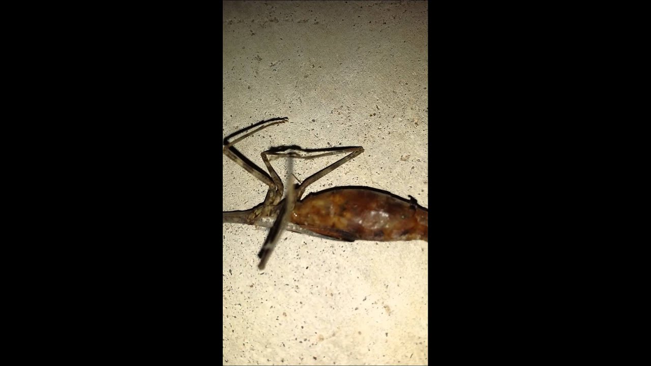 Praying mantis has some kind of parasite's larvae YouTube