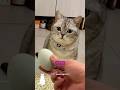猫が生んだ卵の正体