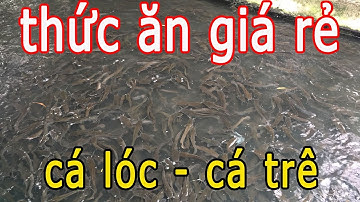 Thức Ăn Cho Cá Lóc Và Cá Trê Lai Giá Rẻ Chất Lượng Cao - Trại Cá Phú Yên