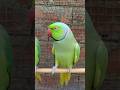Mitthu Main Karta Viral Sound Talking Green Parrot #talkingparot #shortsfeed #trending #shorts