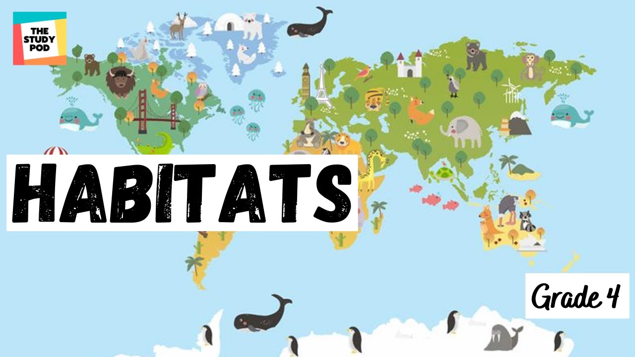 HABITATS SCIENCE GRADE 4 The Study Pod YouTube