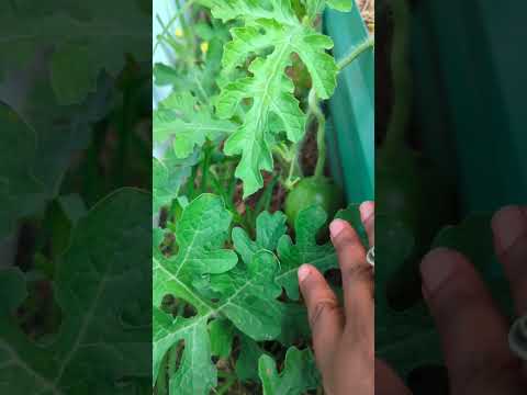 Loads of watermelons from volunteer plant