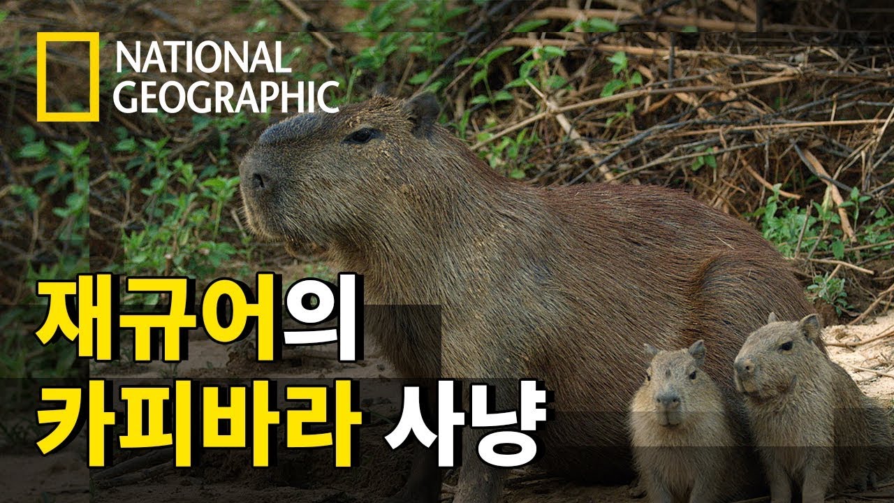 사냥 실패와 성공을 거듭하는 재규어들