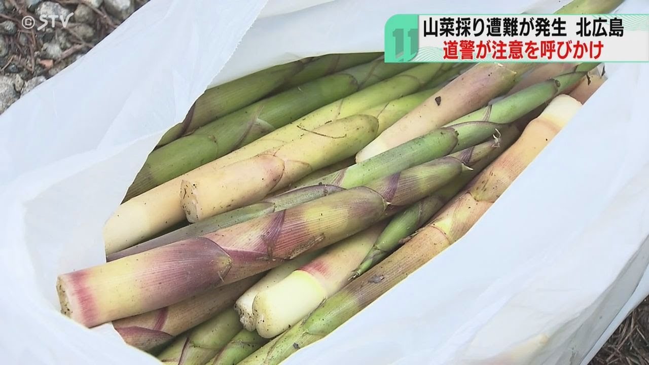 Police warn of bamboo shoot picking disaster - Wild vegetable