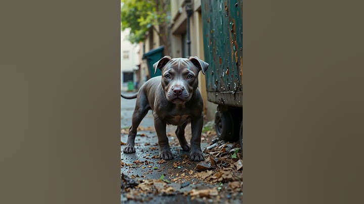 The Puppy Nobody Wanted — Until Someone Did