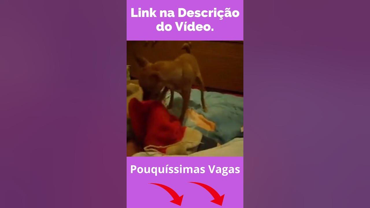 Cachorro pinscher, Pinscher tiktok, Pinscher uivando, miniature