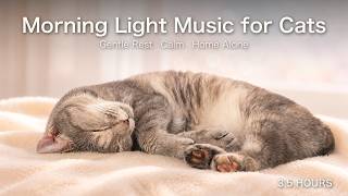 Morning came. Take it slow today 🌅 Morning Light Music for Cats | 3.5 Hours