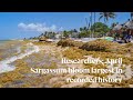 Researchers: April Sargassum bloom largest in recorded history