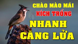 🌟 Siêu Phẩm Chào Mào Mái Gọi Bầy Tê Tái - Chép Miệng Liên Tục Kích Trống Thi Đấu [Bản Gốc Mp3]