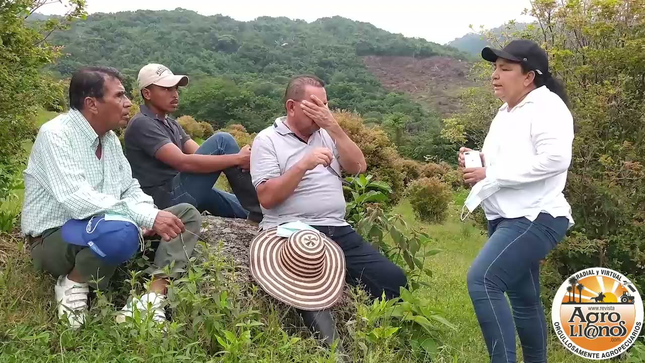 Jaboticaba   Vereda El Pañuelo   Acacias Meta