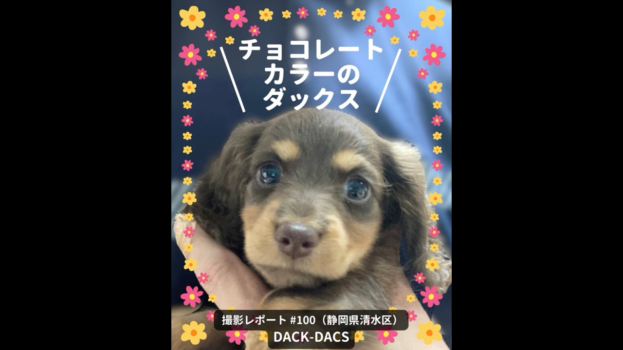 PICTWANカレンダー2026 ダックスフンド【S判】