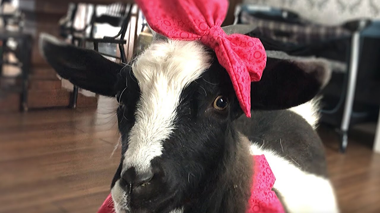Goat plays dress up